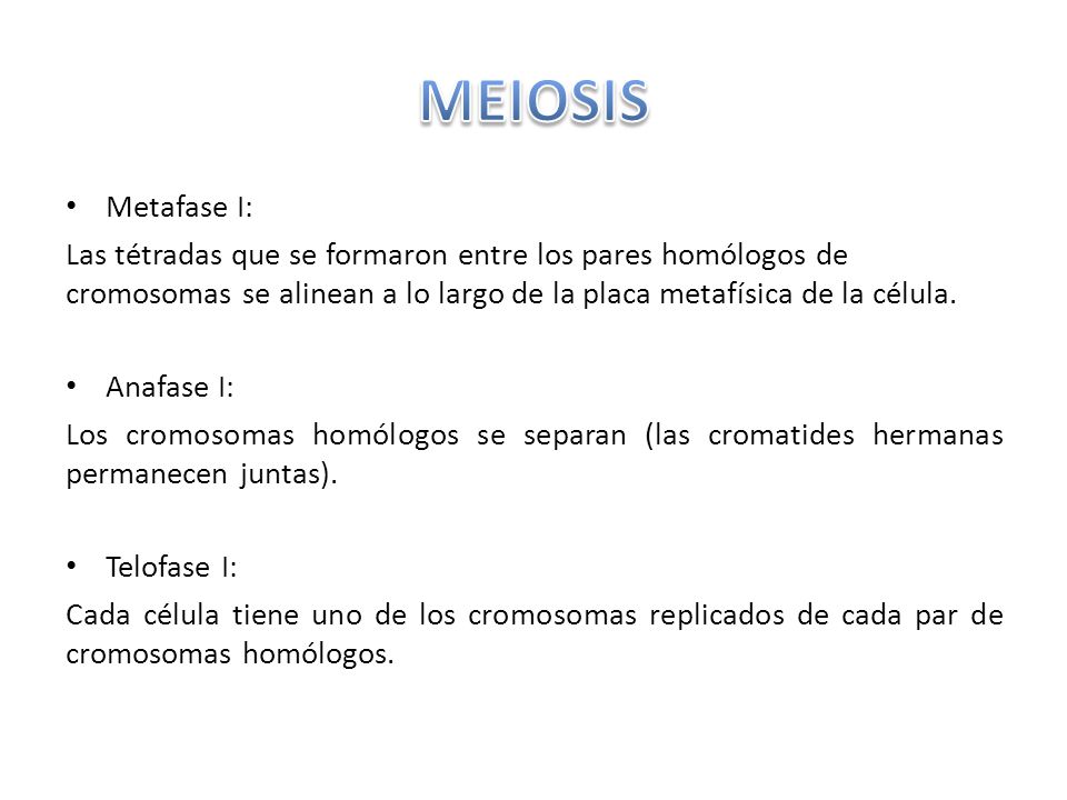 MEIOSIS Metafase I: Las tétradas que se formaron entre los pares homólogos de cromosomas se alinean a lo largo de la placa metafísica de la célula.