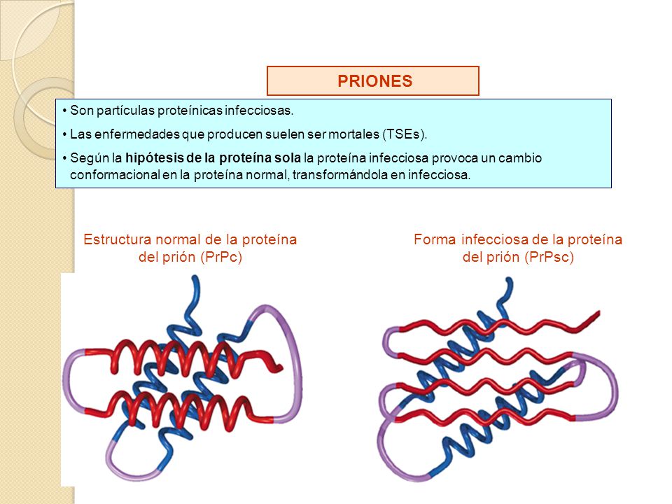 PRIONES PRIONES Estructura normal de la proteína del prión (PrPc)