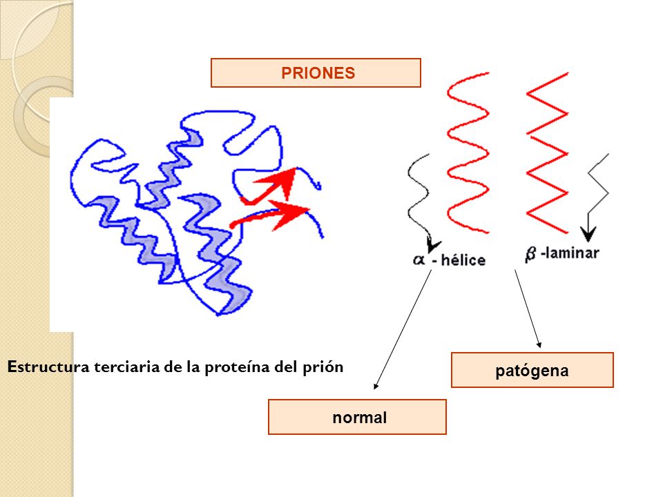 PRIONES Estructura terciaria de la proteína del prión patógena normal