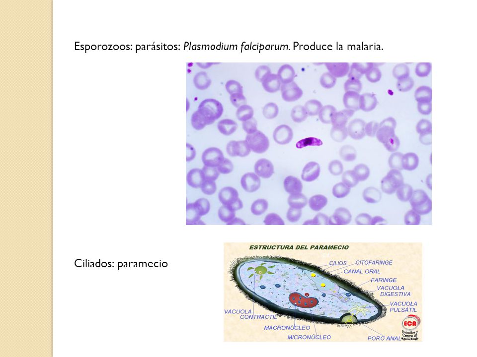 Esporozoos: parásitos: Plasmodium falciparum. Produce la malaria.