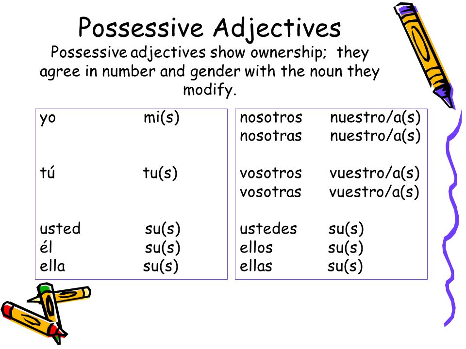 Possessive Adjectives Possessive adjectives show ownership; they agree in number and gender with the noun they modify.