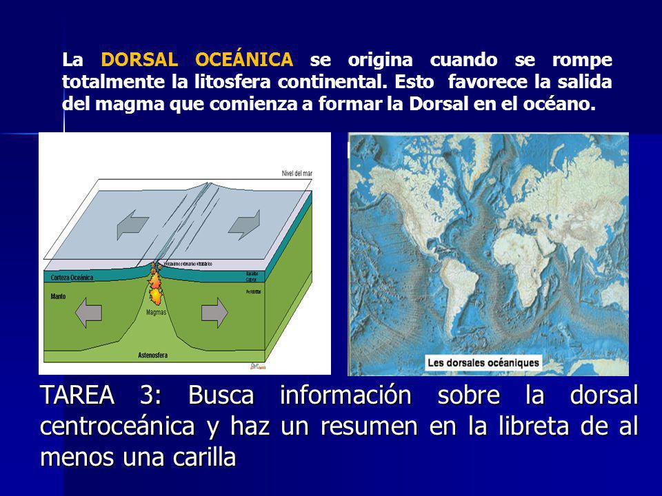 La DORSAL OCEÁNICA se origina cuando se rompe totalmente la litosfera continental. Esto favorece la salida del magma que comienza a formar la Dorsal en el océano.