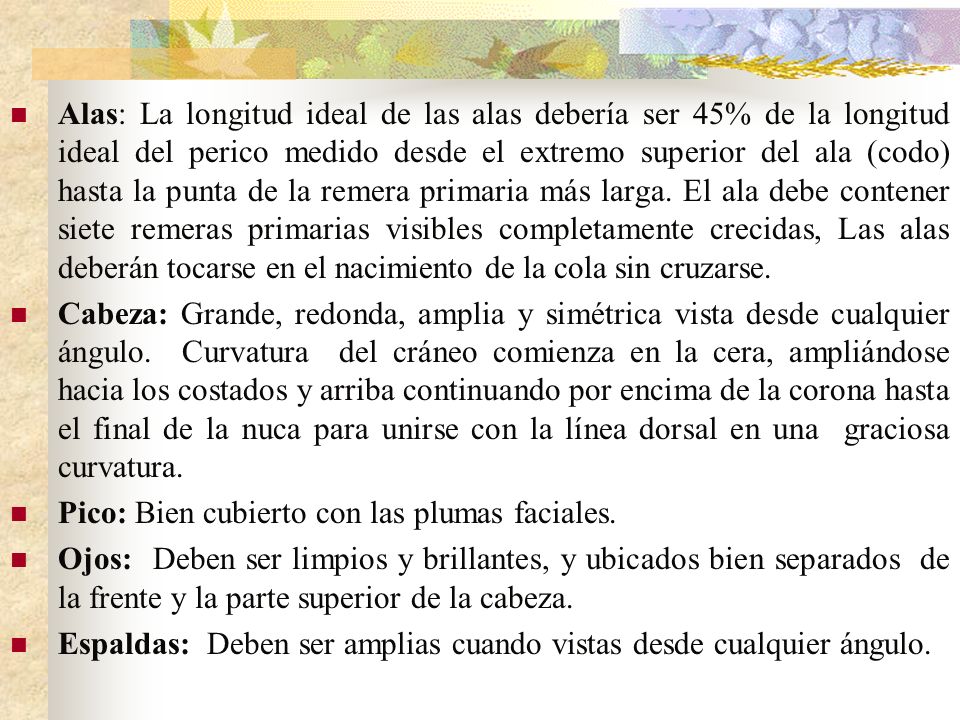 Alas: La longitud ideal de las alas debería ser 45% de la longitud ideal del perico medido desde el extremo superior del ala (codo) hasta la punta de la remera primaria más larga. El ala debe contener siete remeras primarias visibles completamente crecidas, Las alas deberán tocarse en el nacimiento de la cola sin cruzarse.