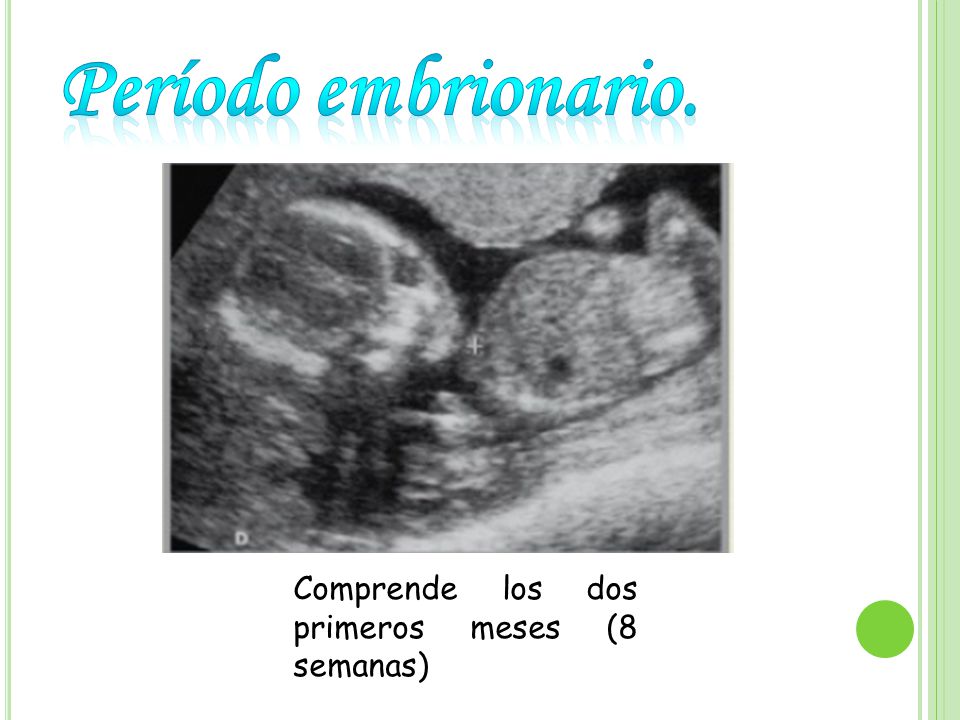 Período embrionario. Comprende los dos primeros meses (8 semanas)