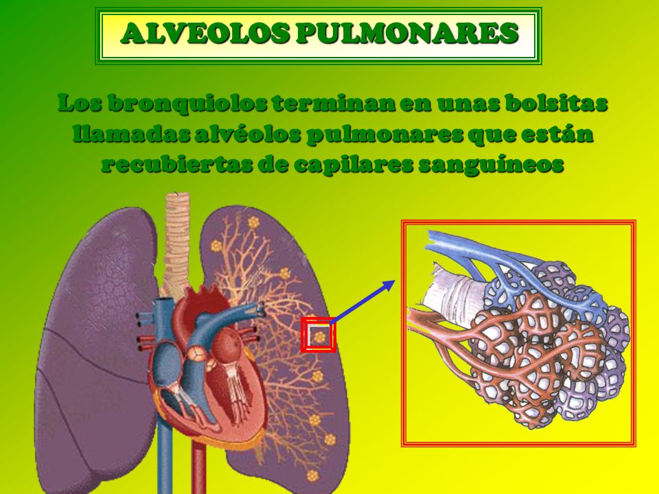 ALVEOLOS PULMONARES Los bronquiolos terminan en unas bolsitas llamadas alvéolos pulmonares que están recubiertas de capilares sanguíneos.