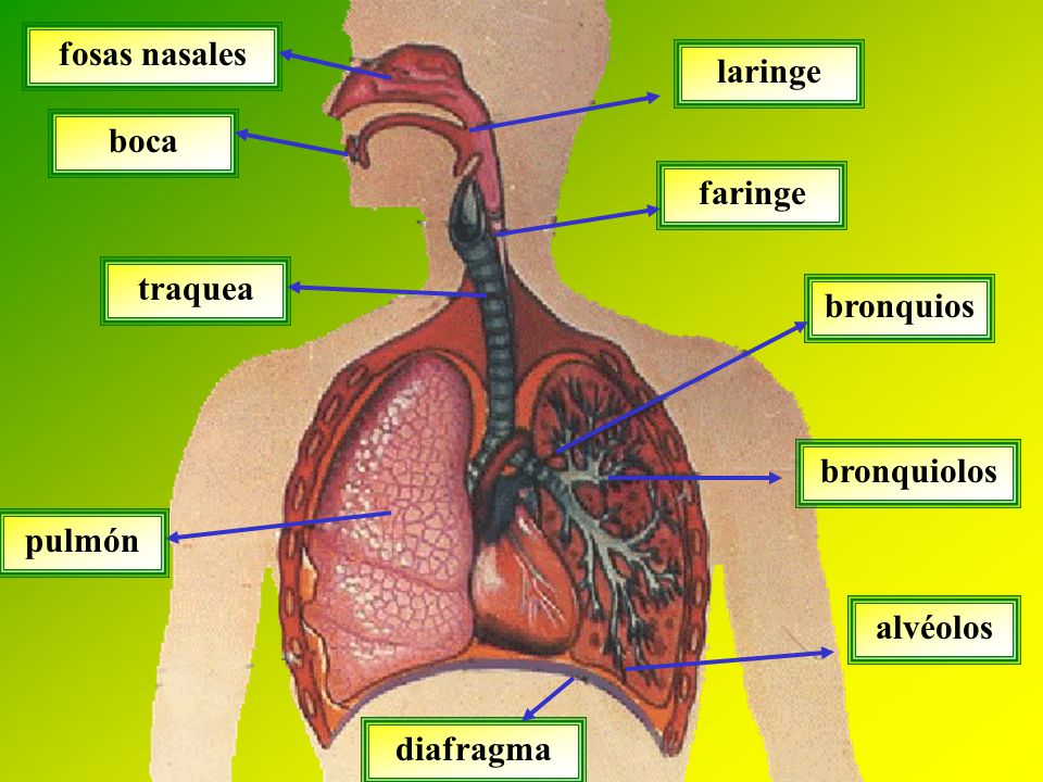 fosas nasales laringe boca faringe traquea bronquios bronquiolos pulmón alvéolos diafragma