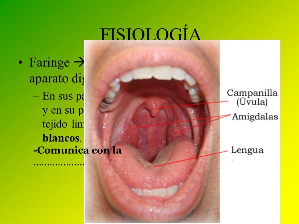 FISIOLOGÍA Faringe  Es una zona de paso común con el aparato digestivo.