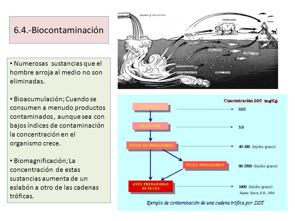 6.4.-Biocontaminación Numerosas sustancias que el hombre arroja al medio no son eliminadas.