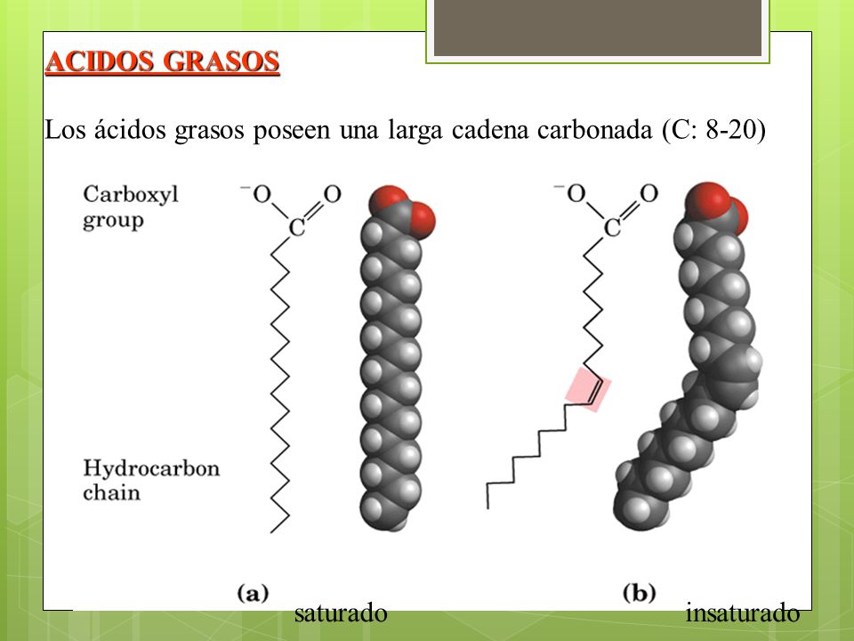 ACIDOS GRASOS Los ácidos grasos poseen una larga cadena carbonada (C: 8-20) saturado insaturado