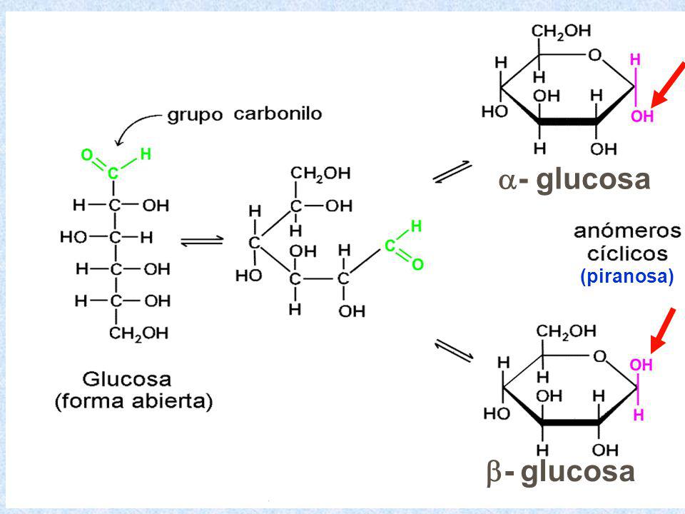 a- glucosa b- glucosa (piranosa)