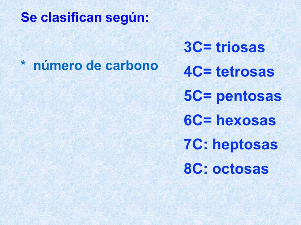 3C= triosas 4C= tetrosas 5C= pentosas 6C= hexosas 7C: heptosas