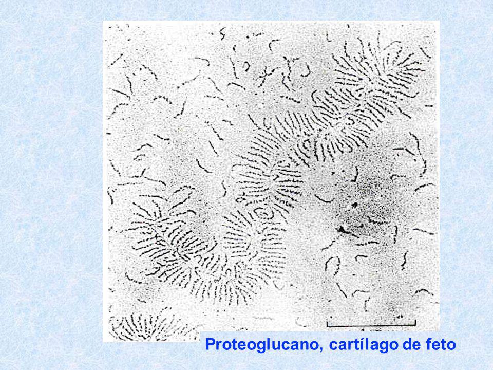 Proteoglucano, cartílago de feto