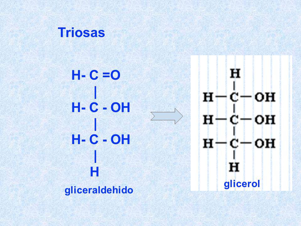 Triosas glicerol H- C =O | H- C - OH H gliceraldehido