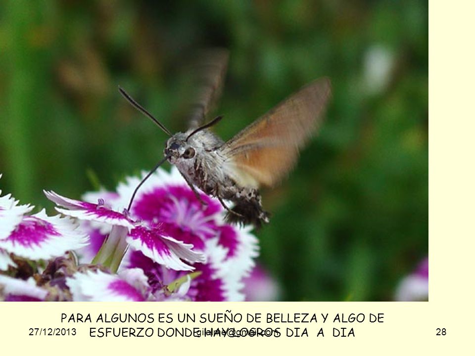 PARA ALGUNOS ES UN SUEÑO DE BELLEZA Y ALGO DE ESFUERZO DONDE HAY LOGROS DIA A DIA