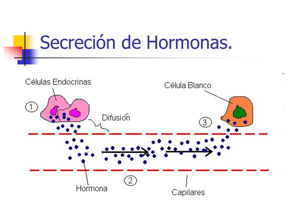 Secreción de Hormonas.