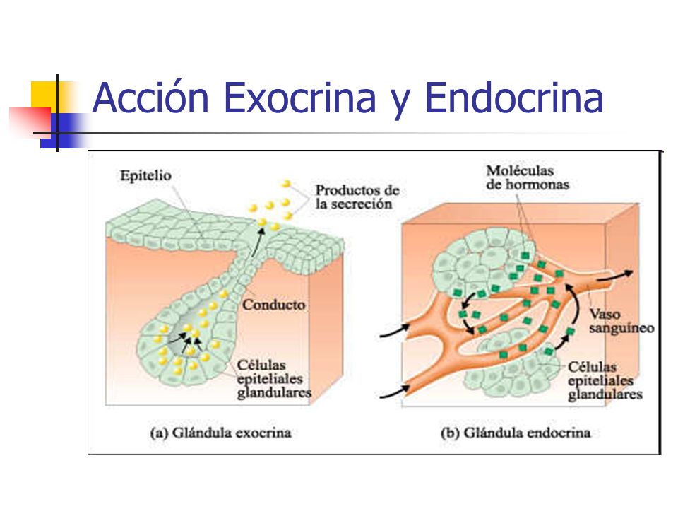 Acción Exocrina y Endocrina