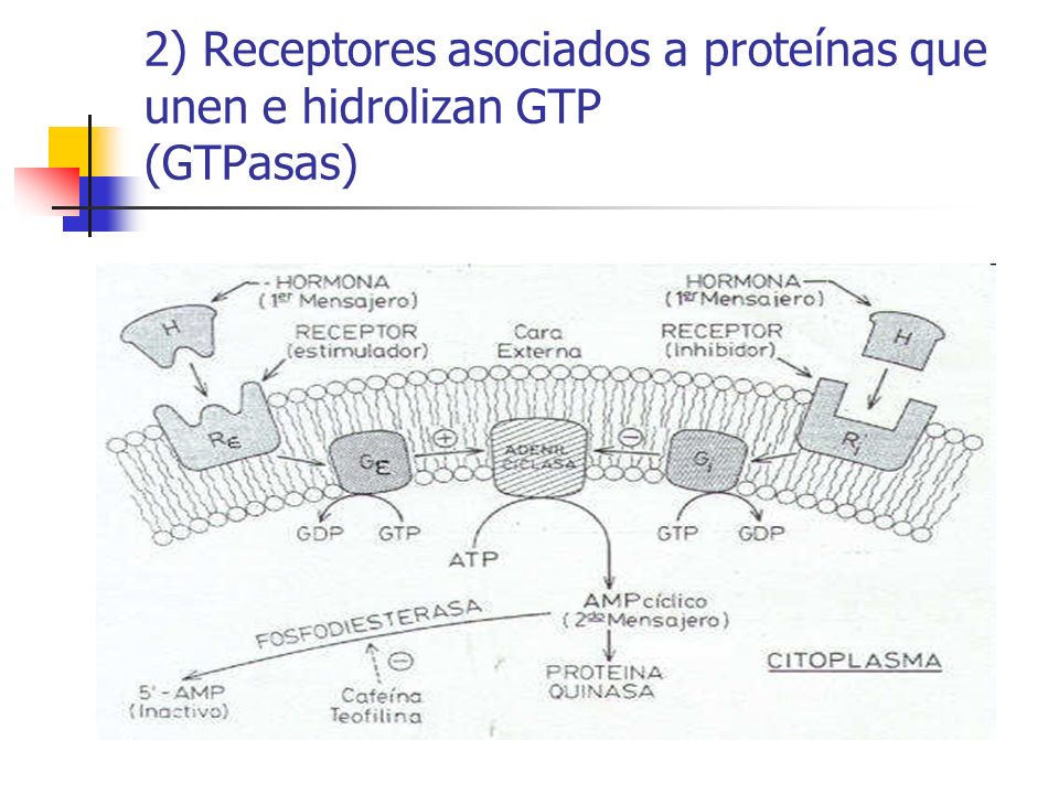 2) Receptores asociados a proteínas que unen e hidrolizan GTP (GTPasas)
