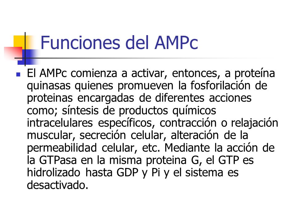 Funciones del AMPc