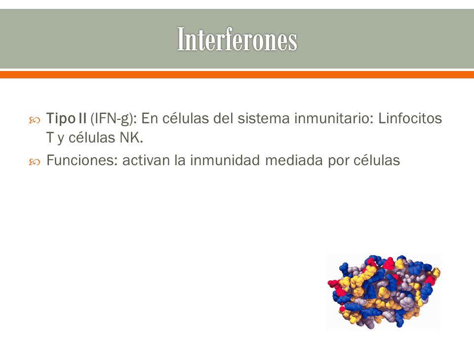 Interferones Tipo II (IFN-g): En células del sistema inmunitario: Linfocitos T y células NK.