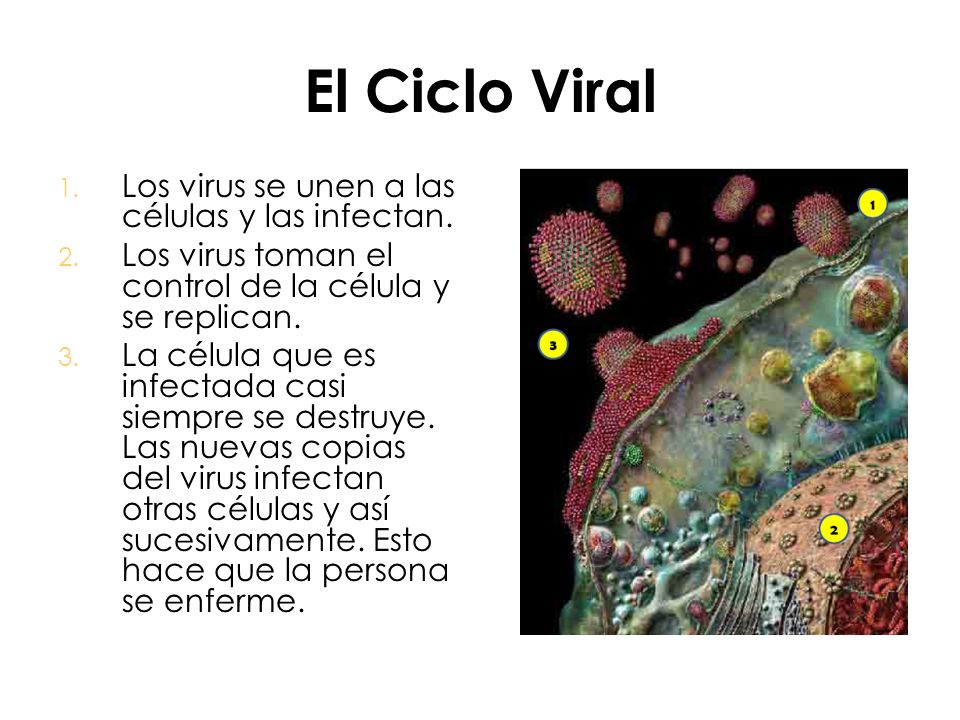 El Ciclo Viral Los virus se unen a las células y las infectan.