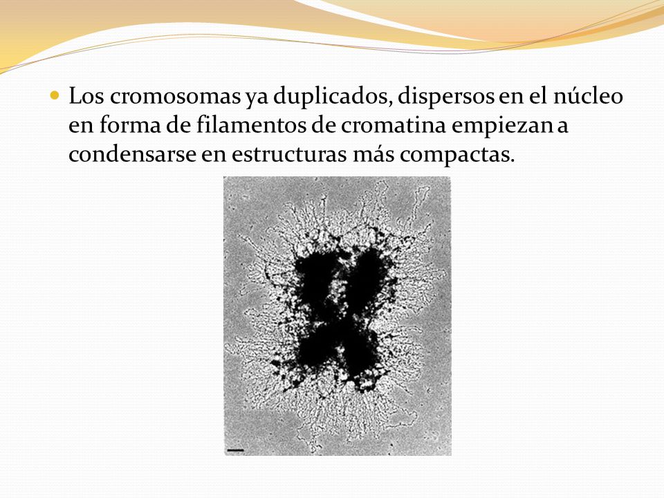 Los cromosomas ya duplicados, dispersos en el núcleo en forma de filamentos de cromatina empiezan a condensarse en estructuras más compactas.