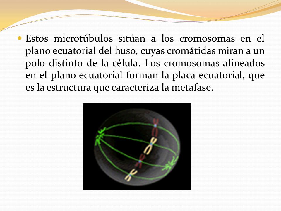Estos microtúbulos sitúan a los cromosomas en el plano ecuatorial del huso, cuyas cromátidas miran a un polo distinto de la célula.