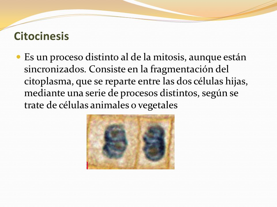 Citocinesis
