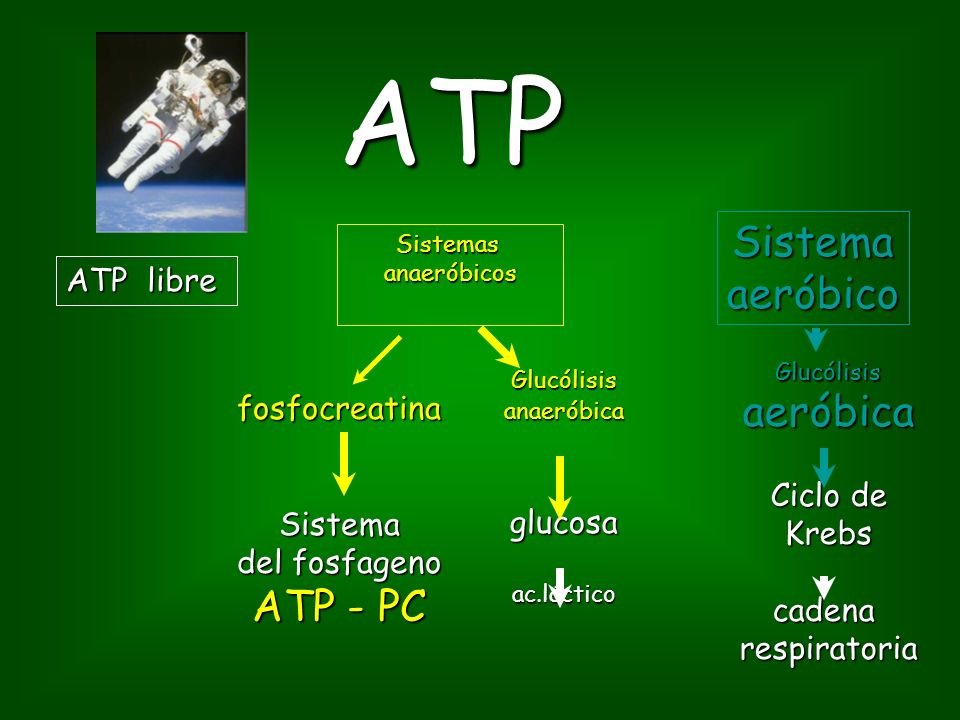 ATP Sistema aeróbico aeróbica ATP - PC ATP libre fosfocreatina