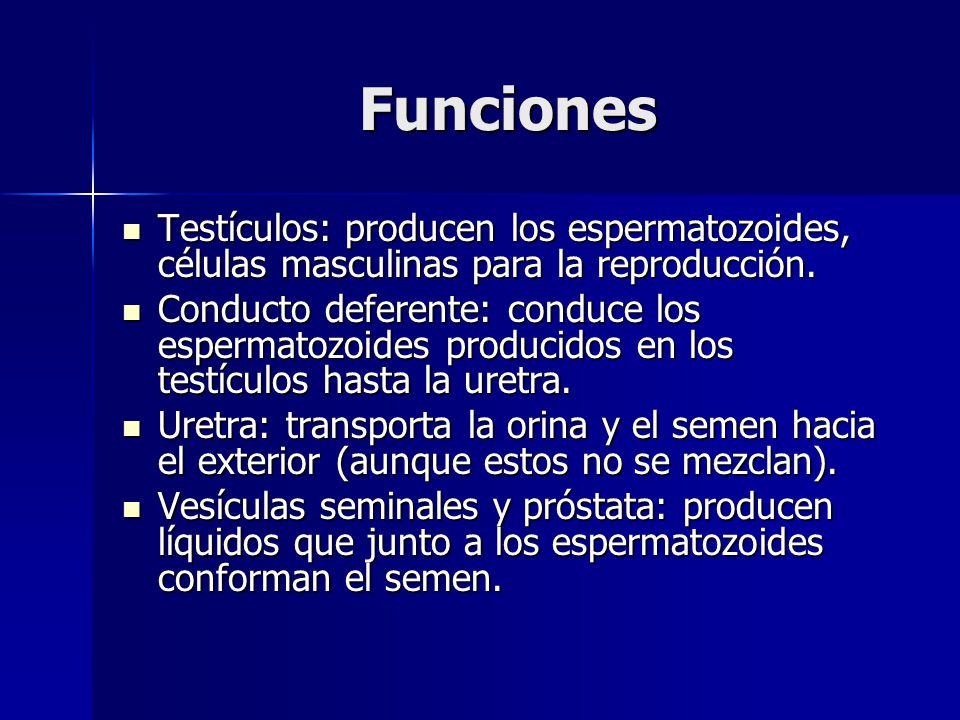 Funciones Testículos: producen los espermatozoides, células masculinas para la reproducción.