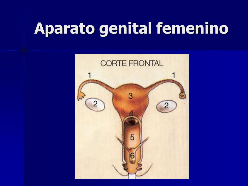 Aparato genital femenino