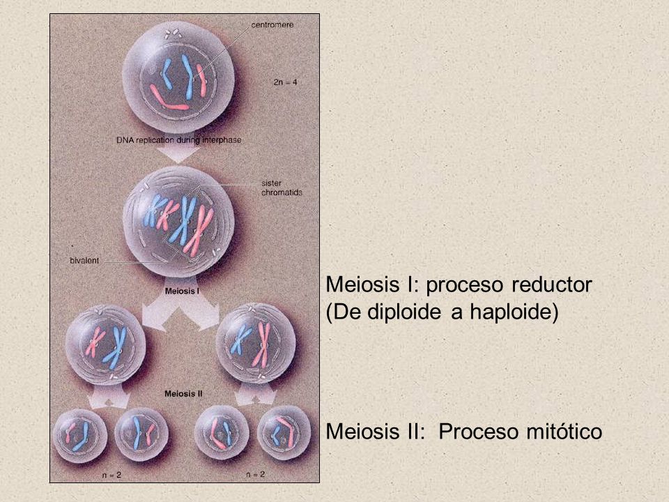 Meiosis I: proceso reductor (De diploide a haploide)