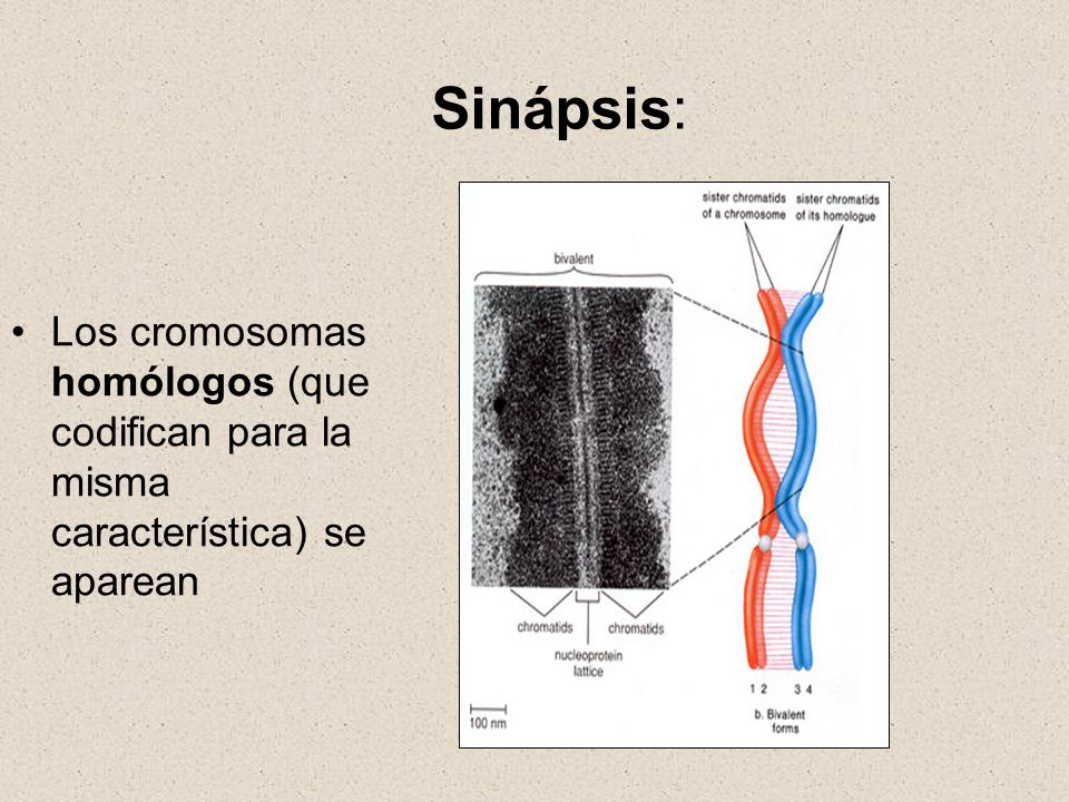 Sinápsis: Los cromosomas homólogos (que codifican para la misma característica) se aparean