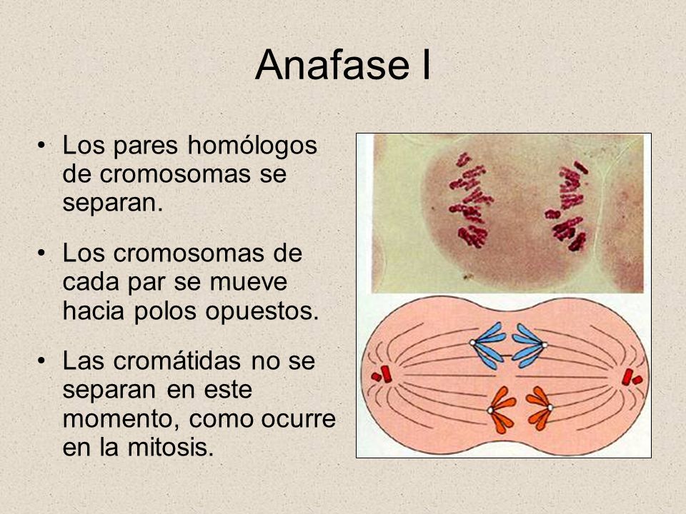 Anafase I Los pares homólogos de cromosomas se separan.