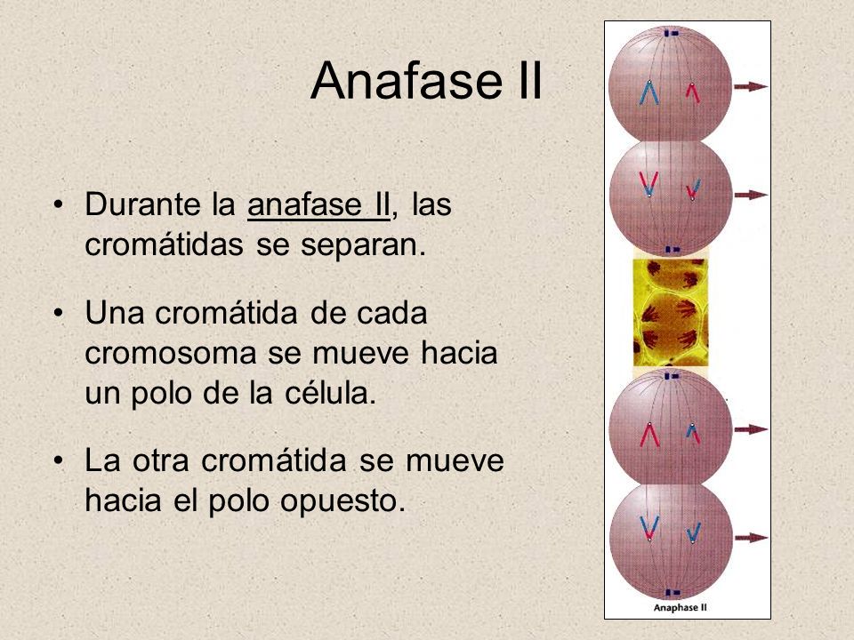 Anafase II Durante la anafase II, las cromátidas se separan.