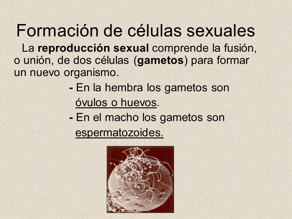 Formación de células sexuales