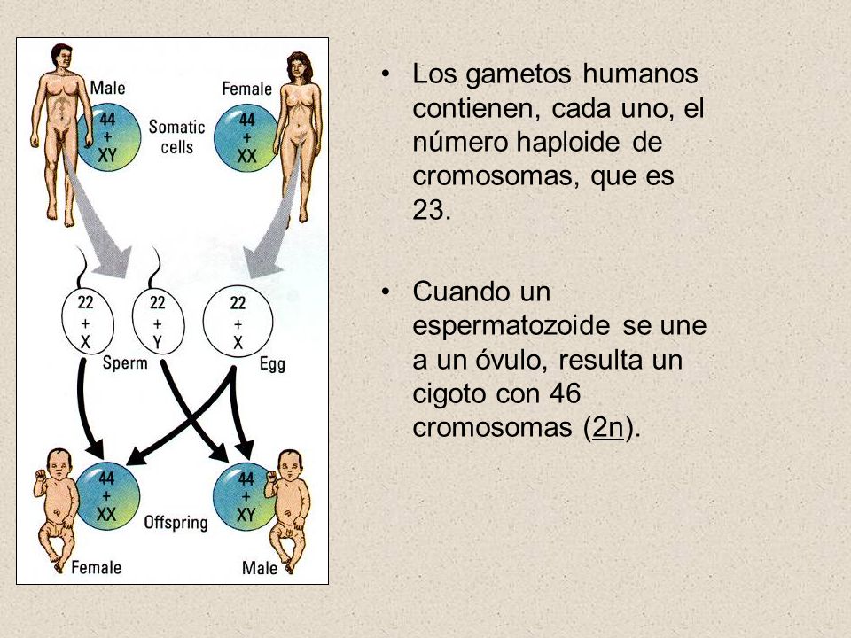 Los gametos humanos contienen, cada uno, el número haploide de cromosomas, que es 23.