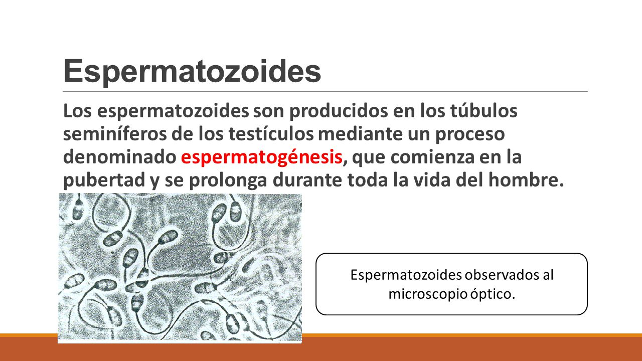 Espermatozoides observados al microscopio óptico.