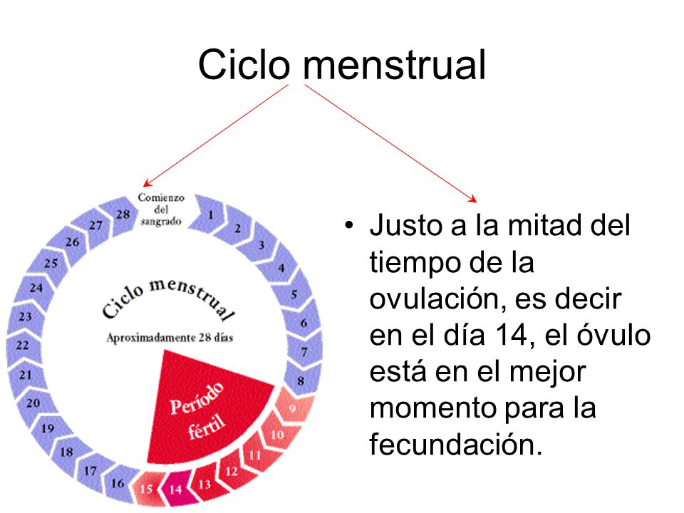 Ciclo menstrual Justo a la mitad del tiempo de la ovulación, es decir en el día 14, el óvulo está en el mejor momento para la fecundación.