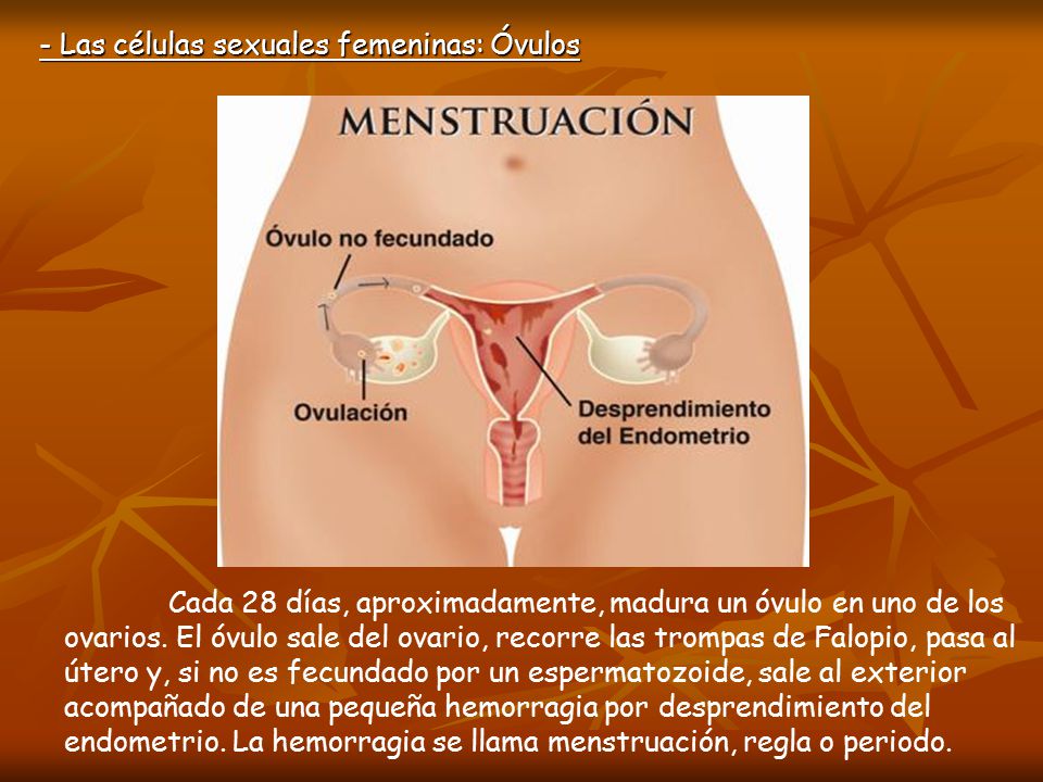 - Las células sexuales femeninas: Óvulos
