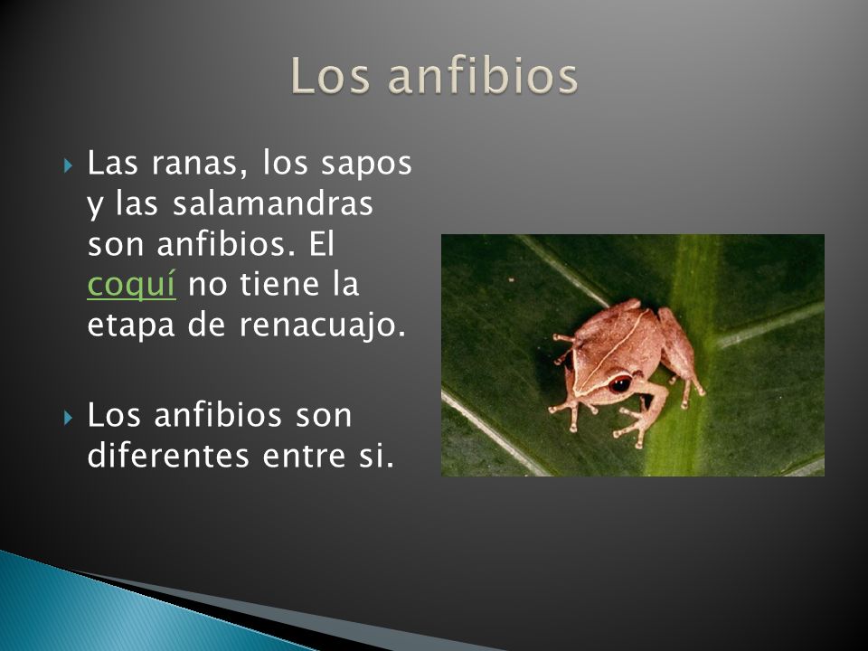 Los anfibios Las ranas, los sapos y las salamandras son anfibios. El coquí no tiene la etapa de renacuajo.