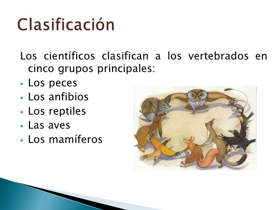 Clasificación Los científicos clasifican a los vertebrados en cinco grupos principales: Los peces.