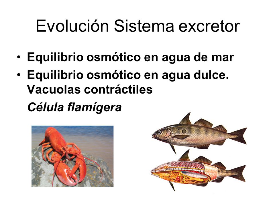 Evolución Sistema excretor