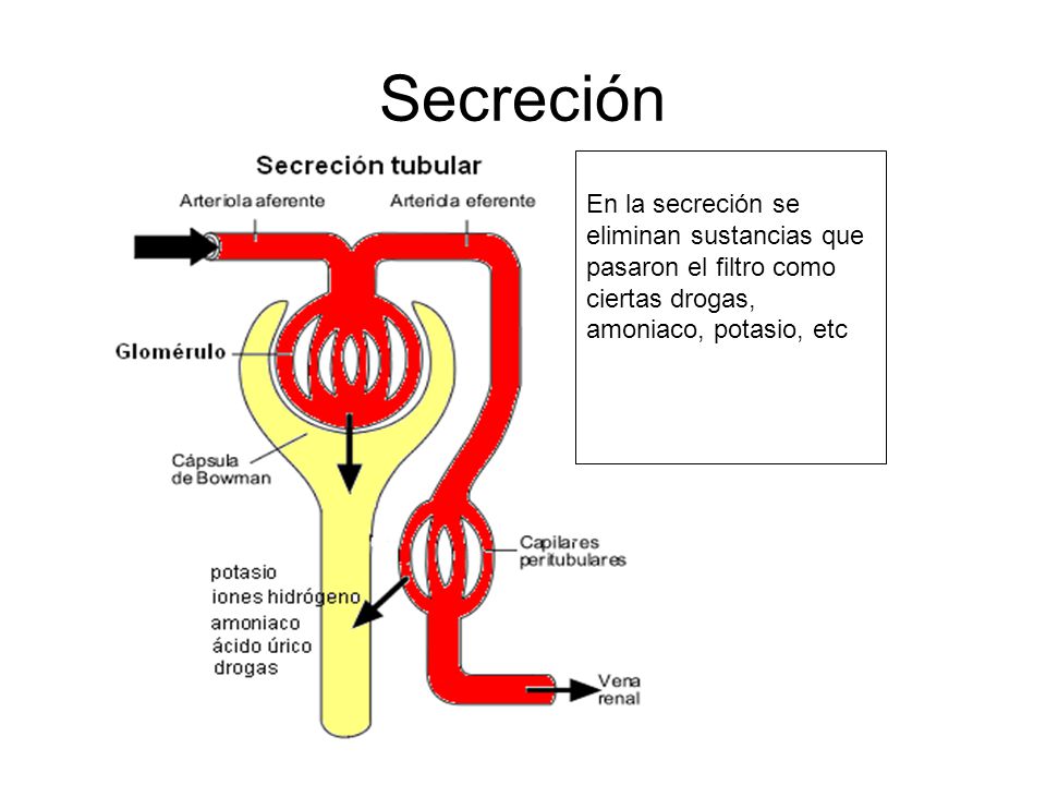 Secreción En la secreción se eliminan sustancias que pasaron el filtro como ciertas drogas, amoniaco, potasio, etc.