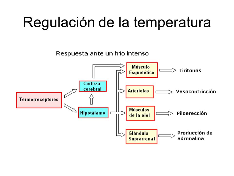 Regulación de la temperatura