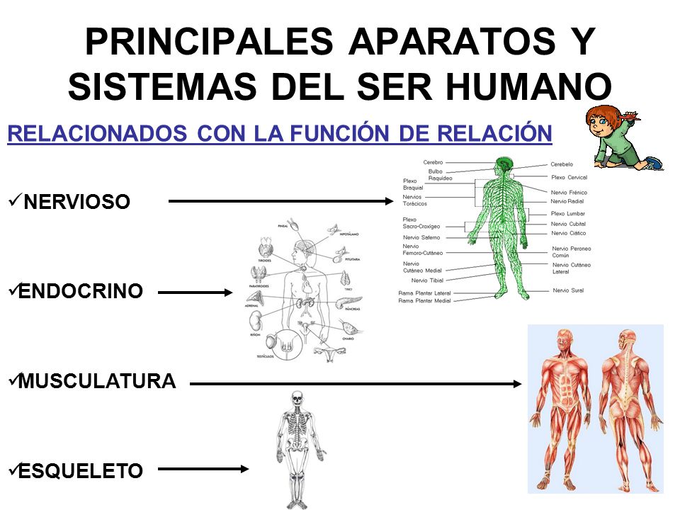 PRINCIPALES APARATOS Y SISTEMAS DEL SER HUMANO