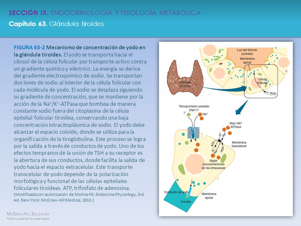 FIGURA 63-2 Mecanismo de concentración de yodo en la glándula tiroides