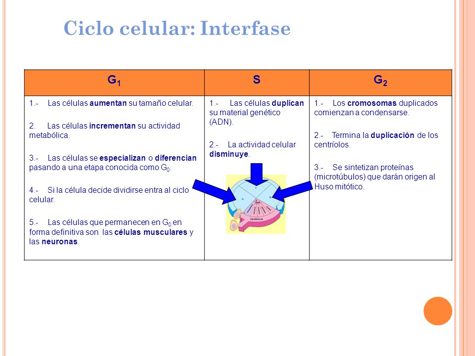 Ciclo celular: Interfase