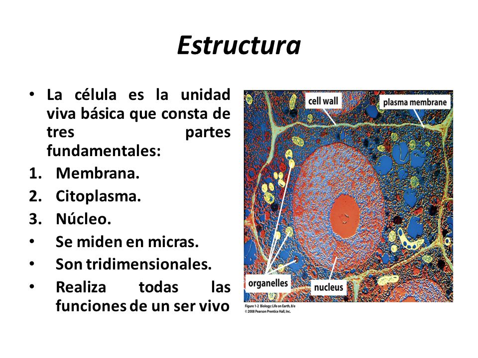 Estructura La célula es la unidad viva básica que consta de tres partes fundamentales: Membrana. Citoplasma.