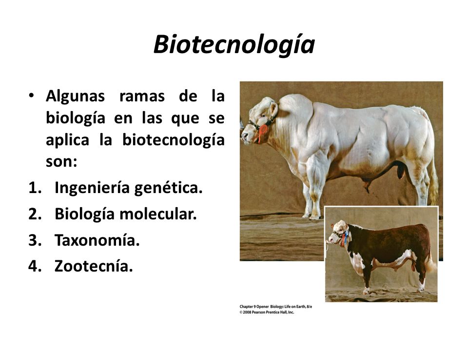 Biotecnología Algunas ramas de la biología en las que se aplica la biotecnología son: Ingeniería genética.