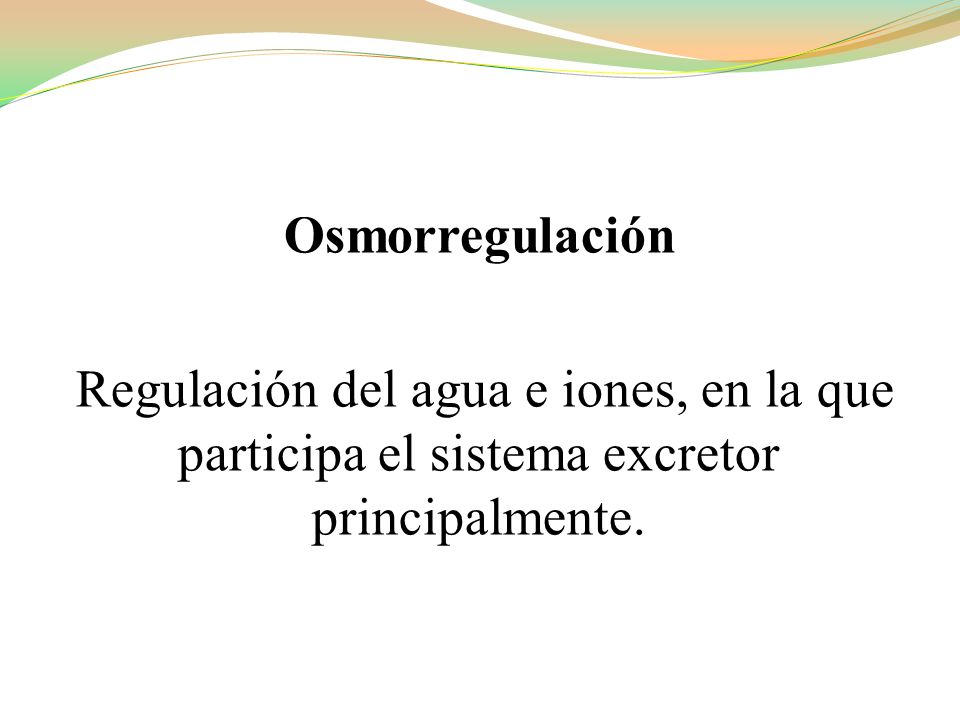 Osmorregulación Regulación del agua e iones, en la que participa el sistema excretor principalmente.